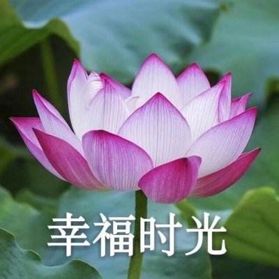梦想新大陆游戏体验服下载